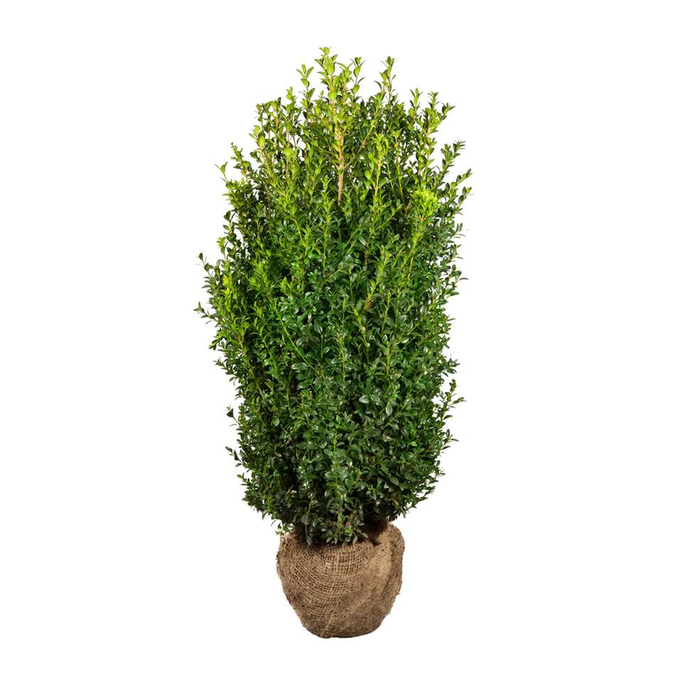 Buxbom