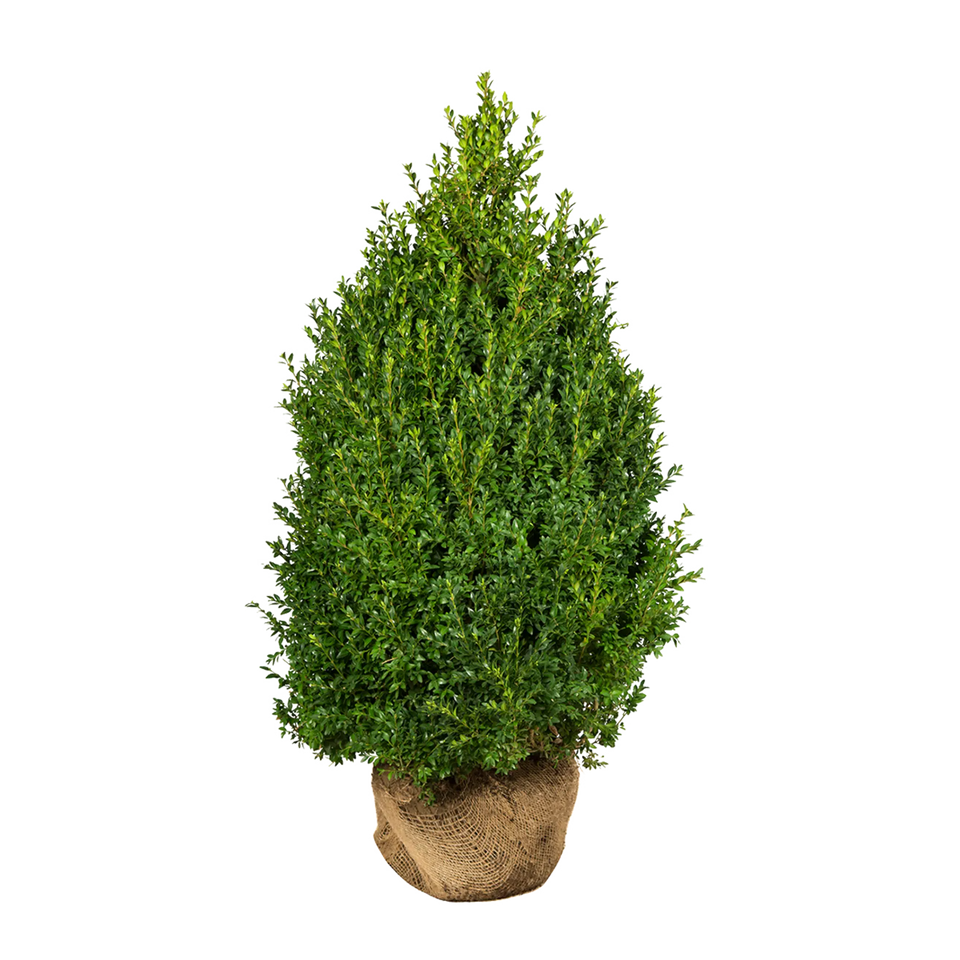 Buxbom