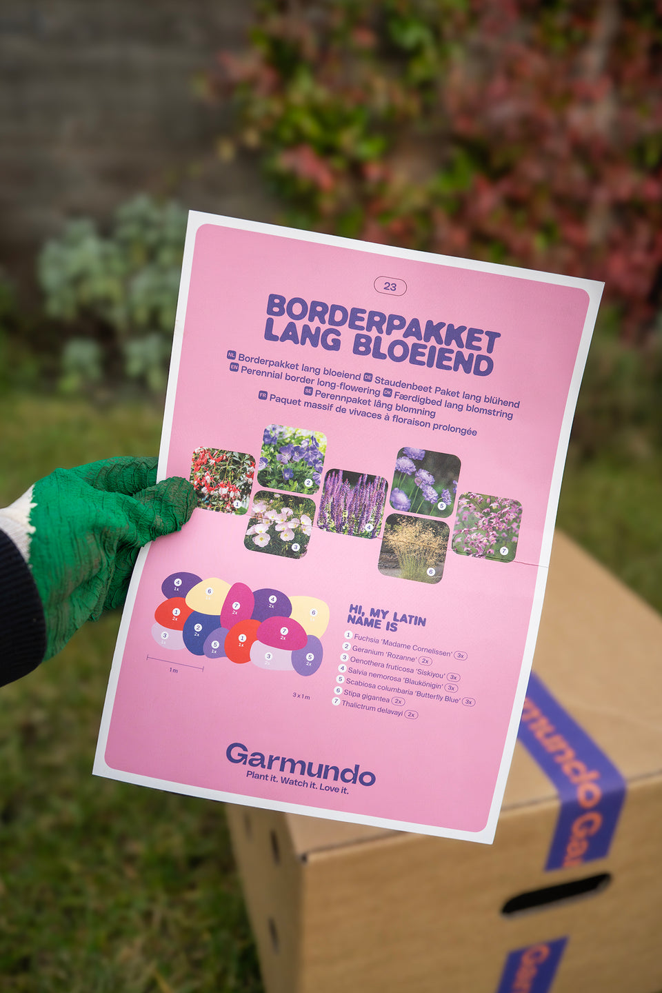 Perennpaket ormbunkar