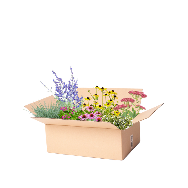 Perennpaket torr