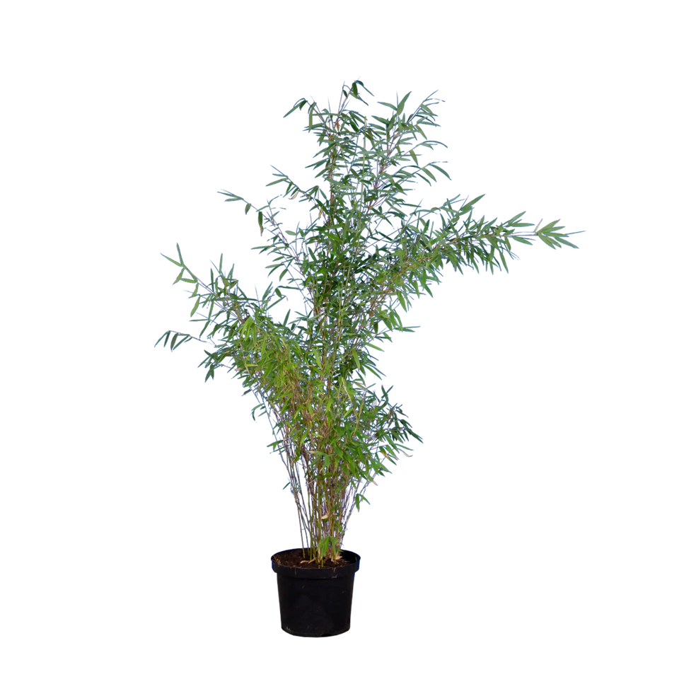 Bambu Jumbo