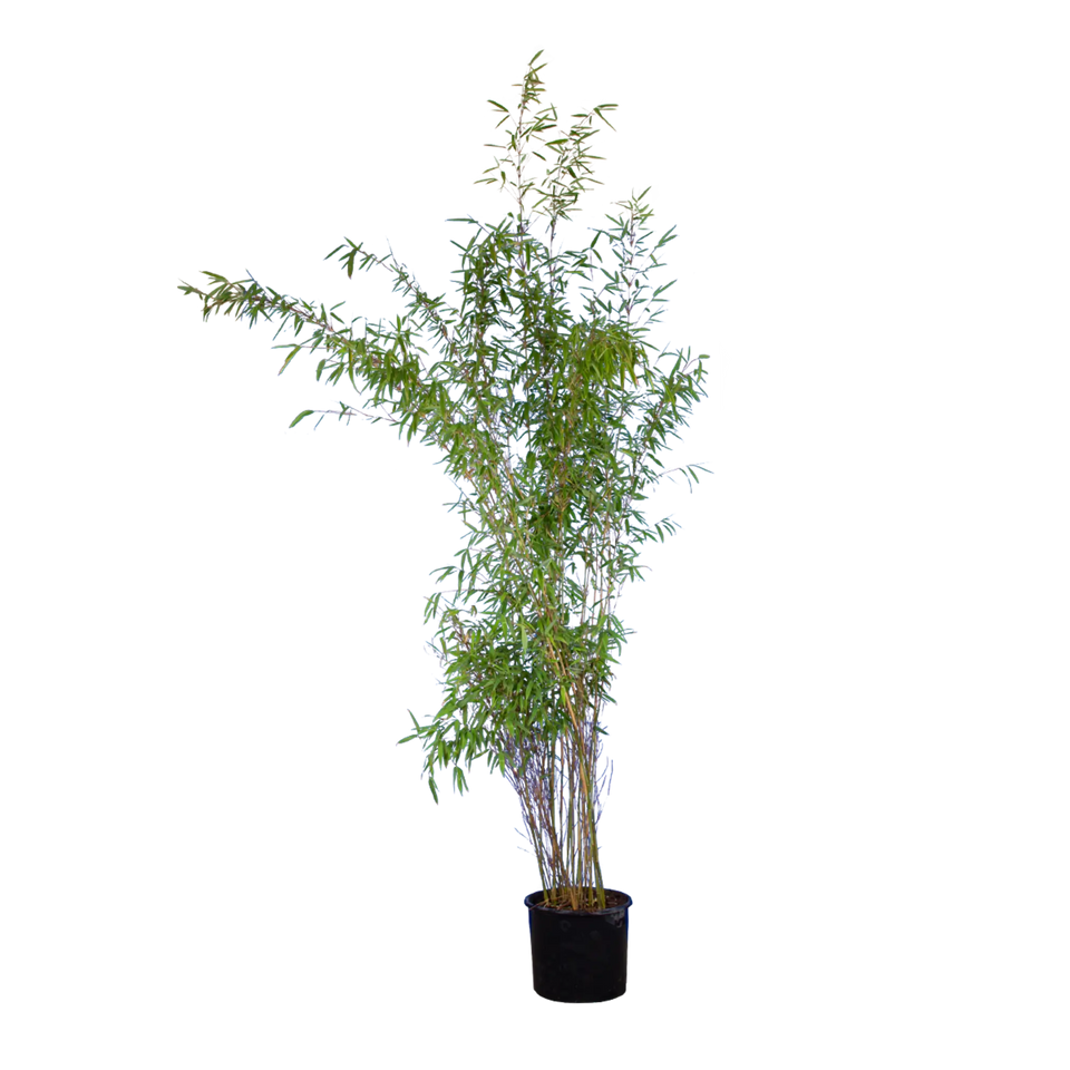 Bambu Jumbo