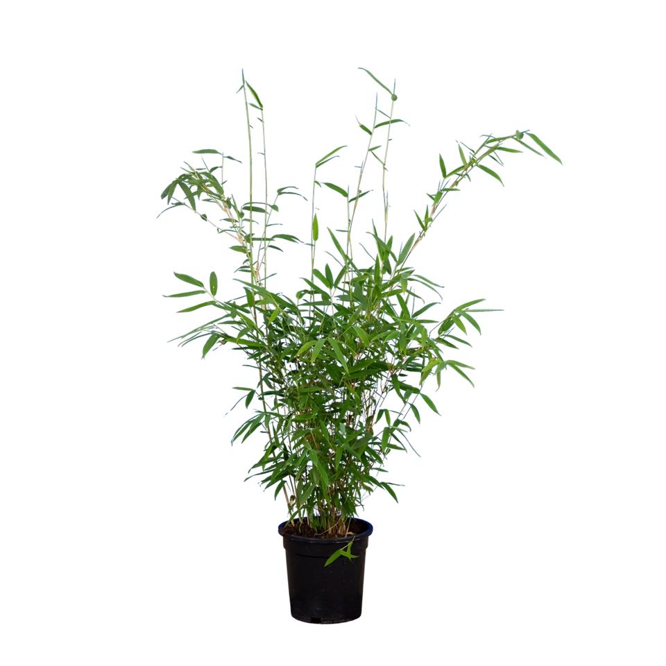 Bambu Jumbo