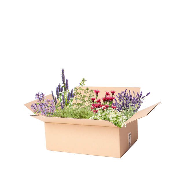 Perennpakket doftande