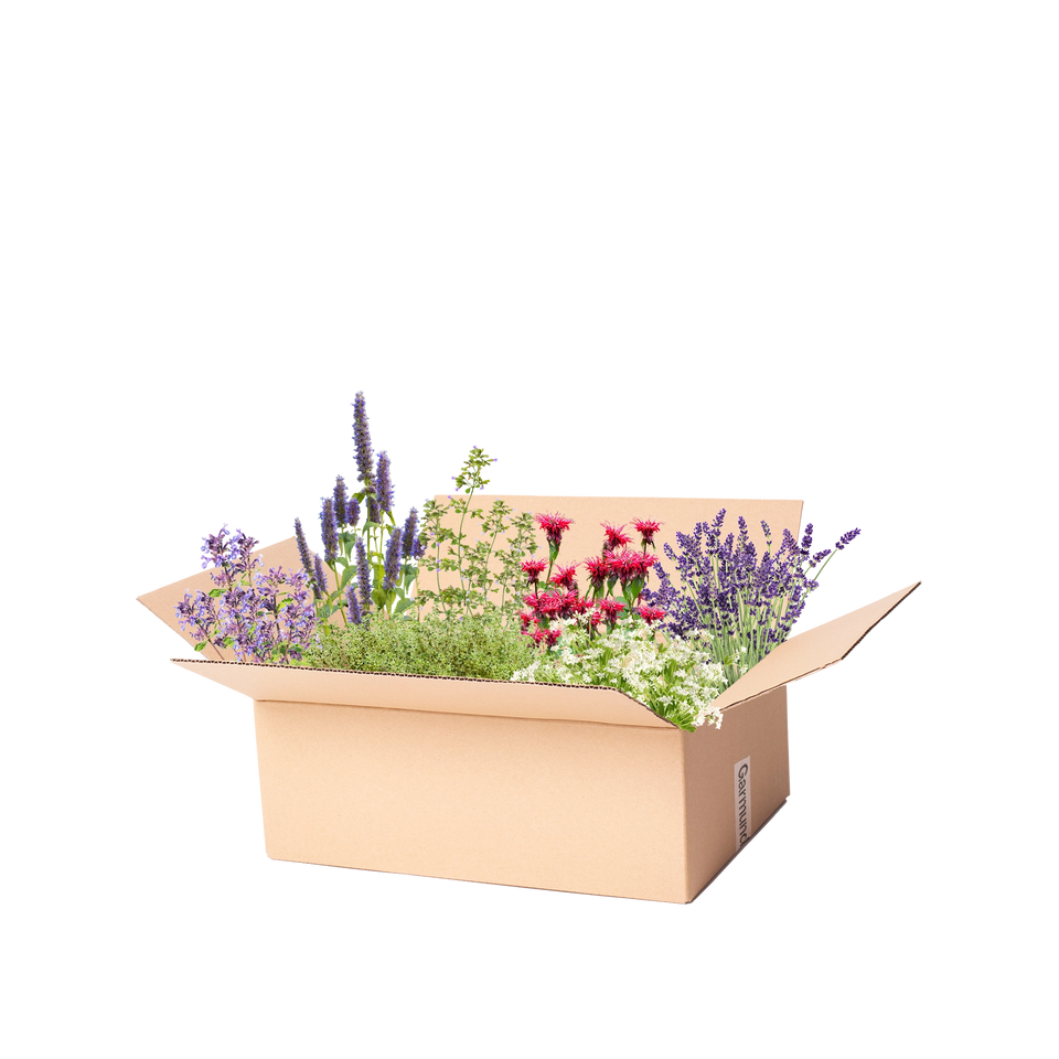Perennpakket doftande