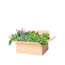 Perennpaket hosta