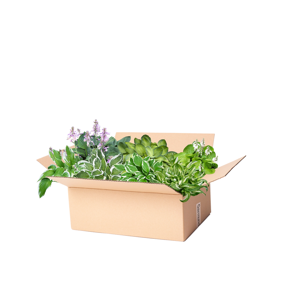 Perennpaket hosta