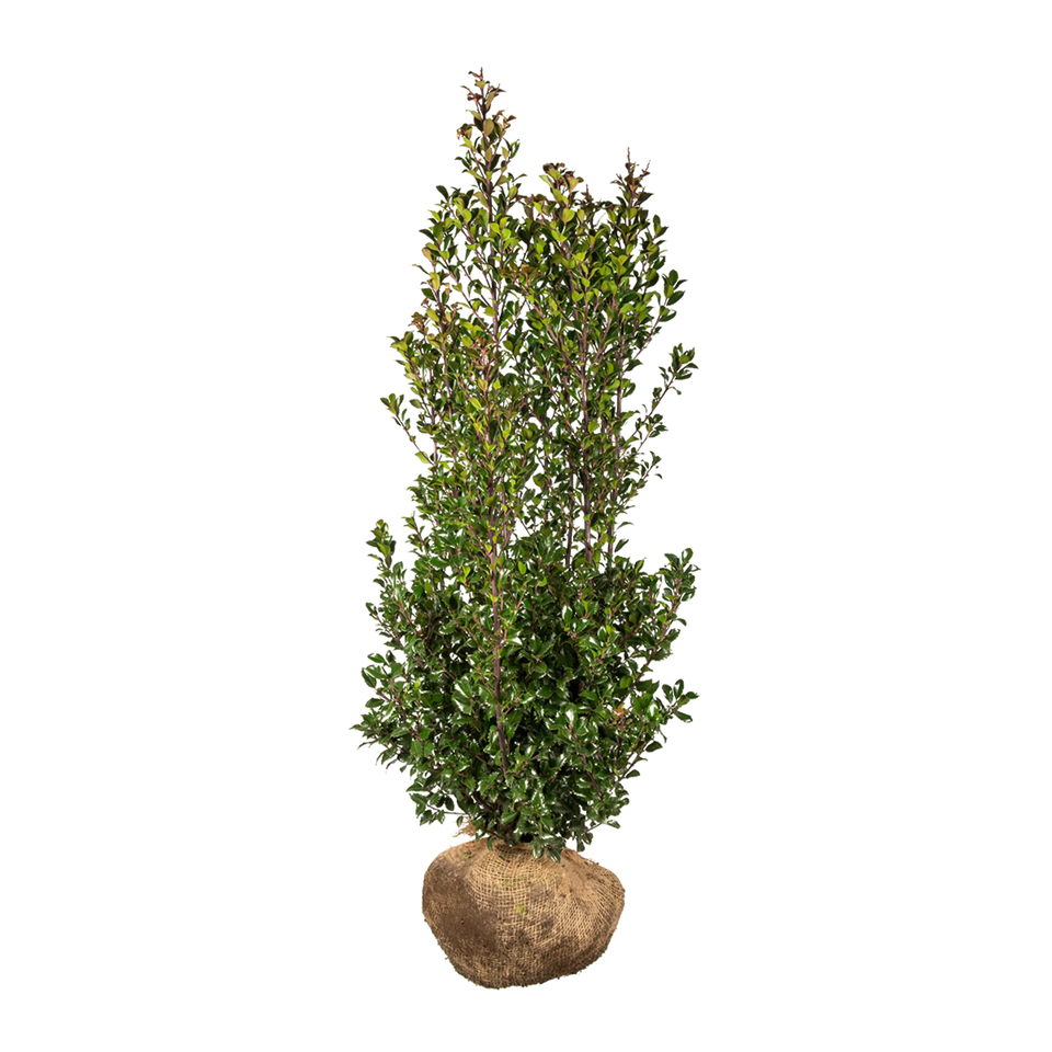 Järnek Heckenstar