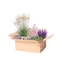 Perennpaket för lång blomningstid