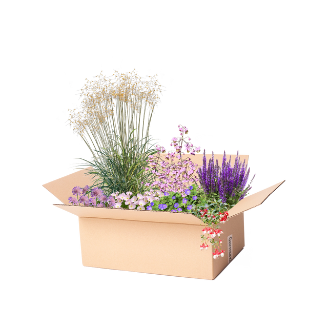 Perennpaket för lång blomningstid