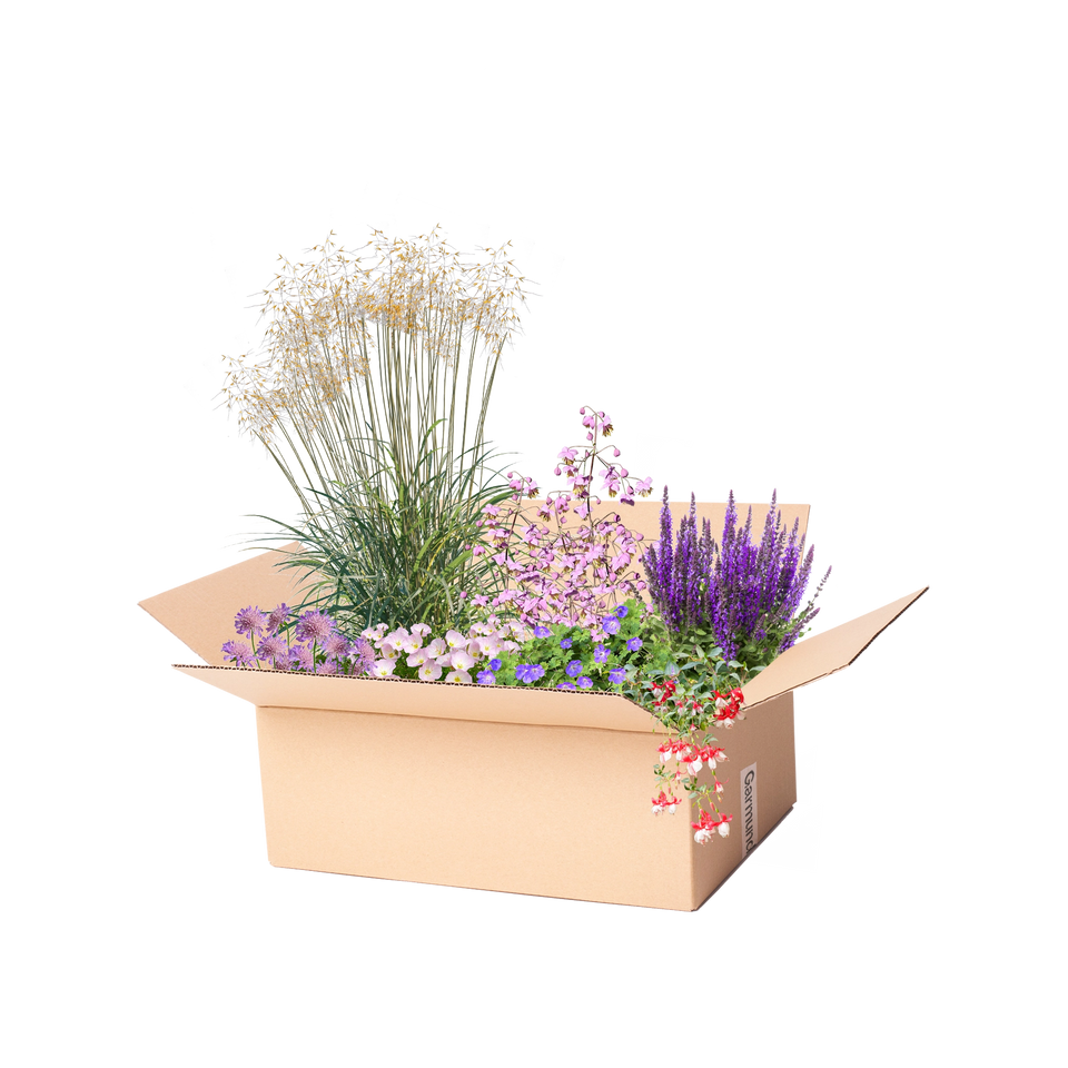 Perennpaket för lång blomningstid