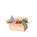 Perennpaket sensommar