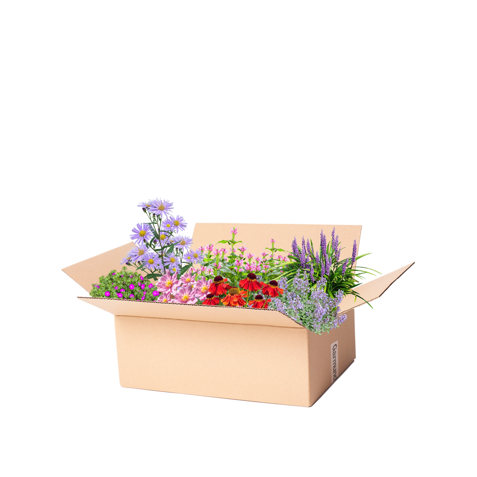 Perennpaket sensommar