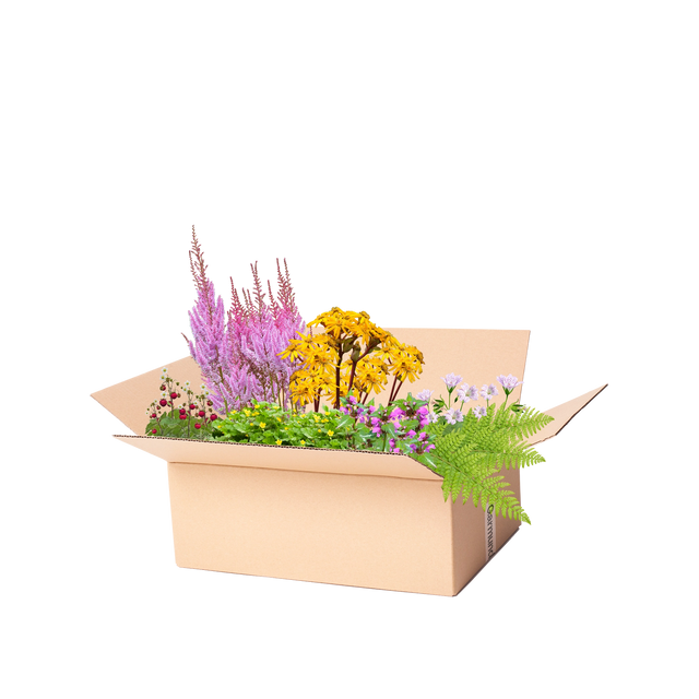 Perennpaket lättskött