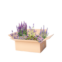 Perennpaket lila