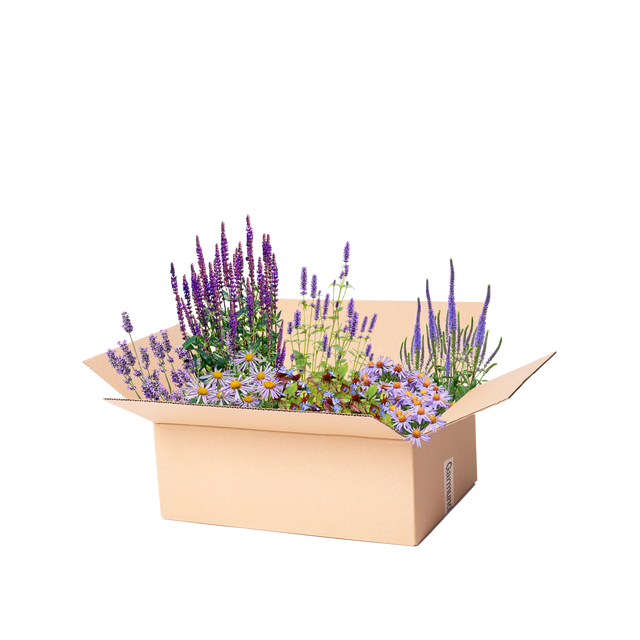 Perennpaket lila