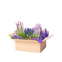 Perennpaket lila och rosa