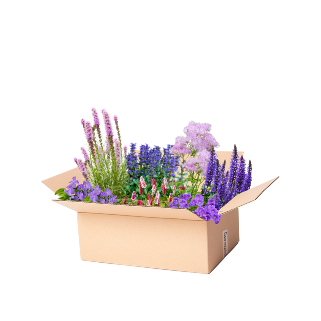 Perennpaket lila och rosa