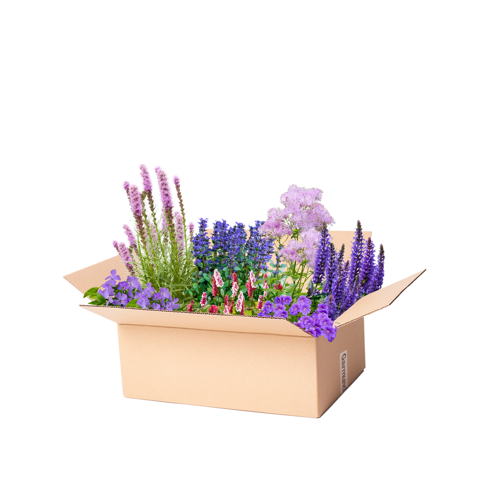 Perennpaket lila och rosa