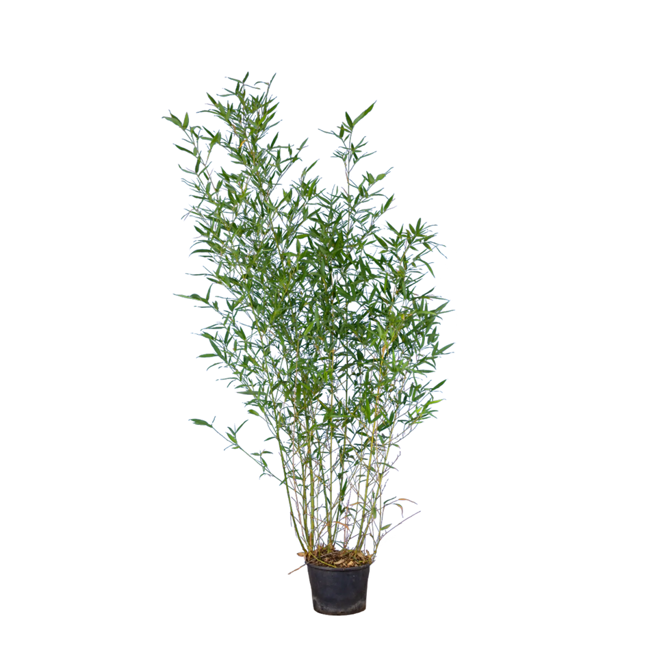 Bambu Spectabilis