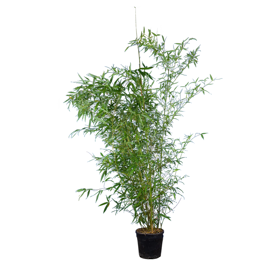 Bambu Spectabilis
