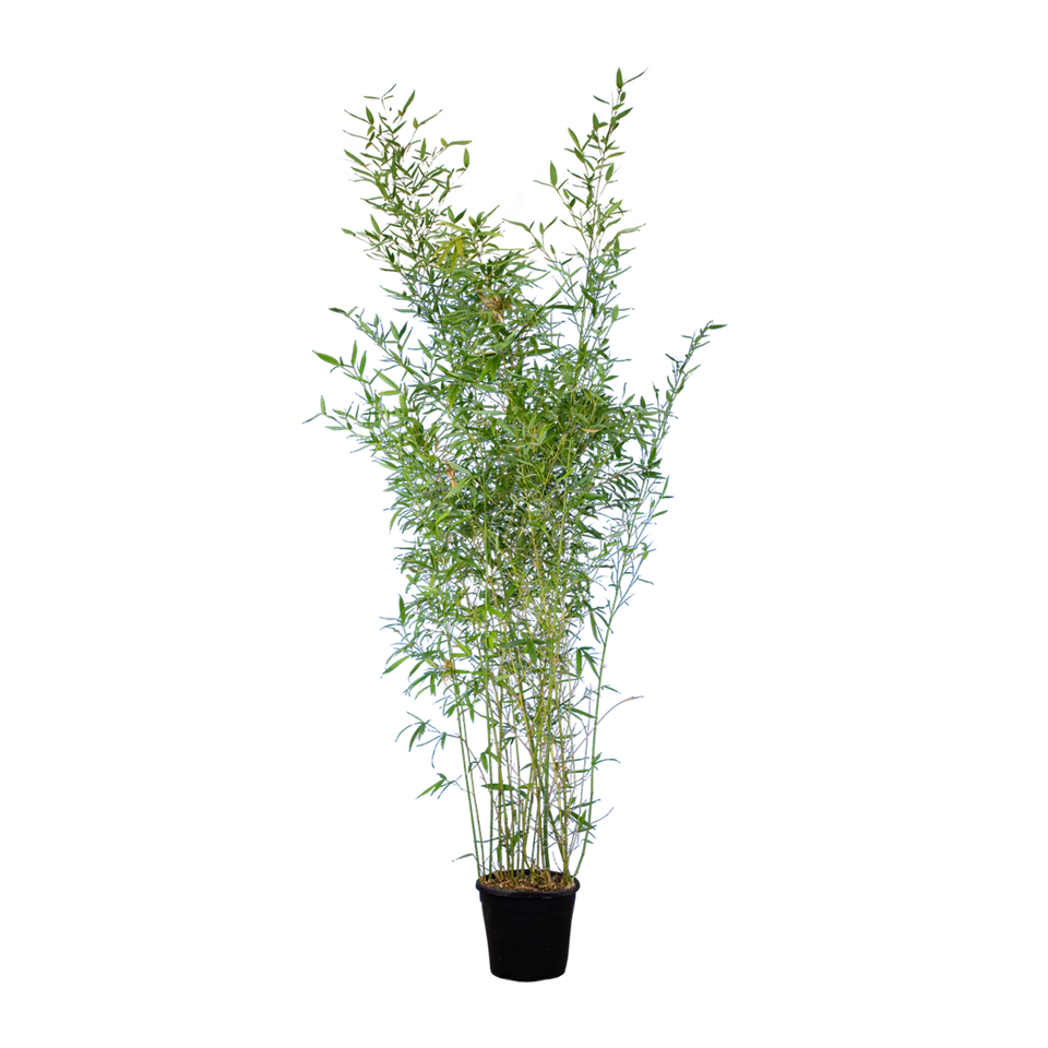 Bambu Spectabilis