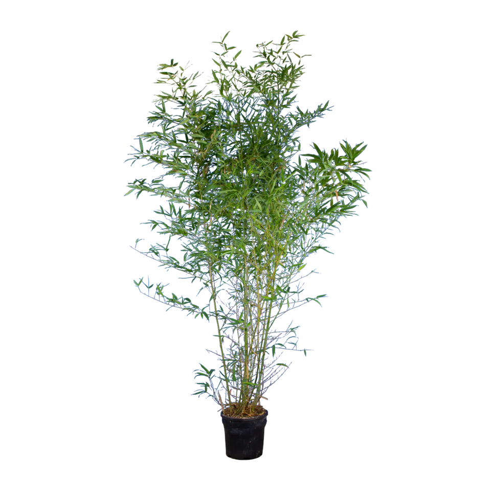 Bambu Spectabilis