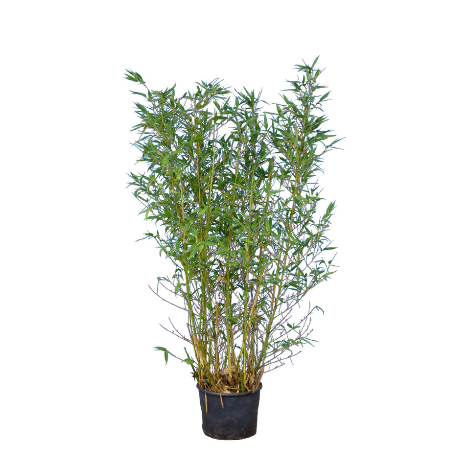 Bambu Spectabilis