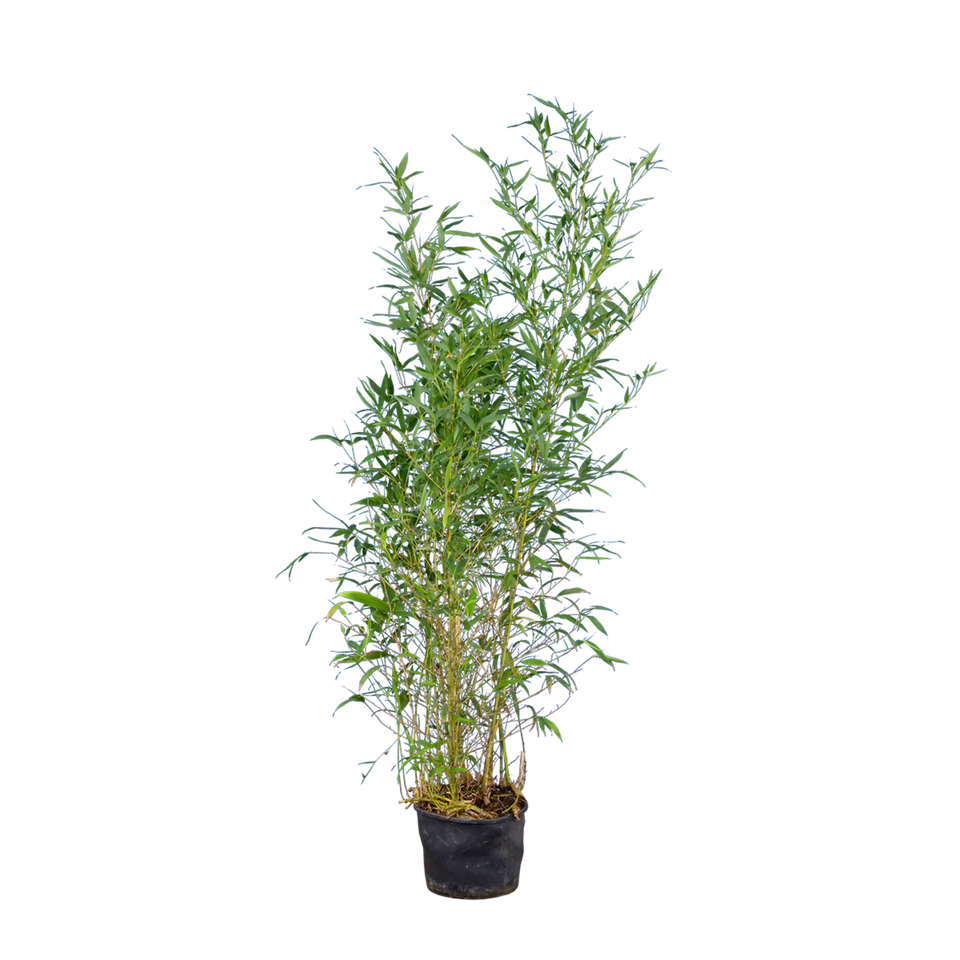 Bambu Spectabilis
