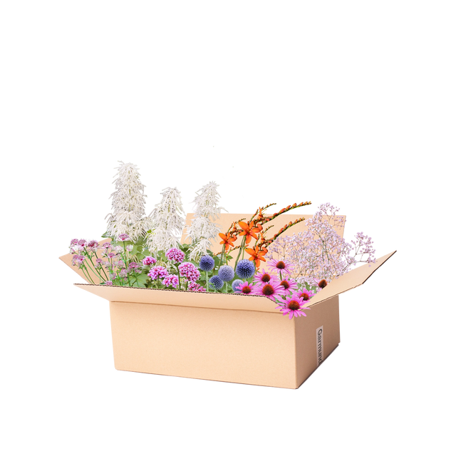 Perennpaket snittblommor