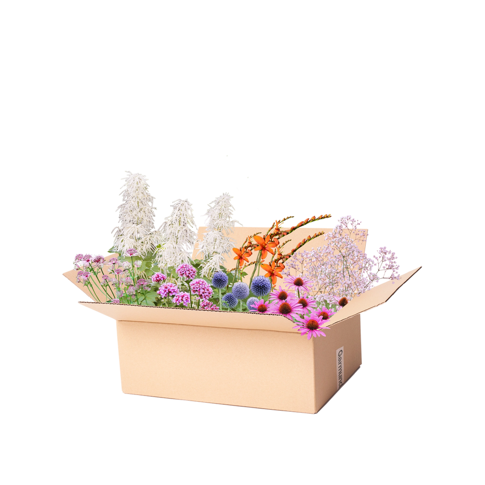 Perennpaket snittblommor