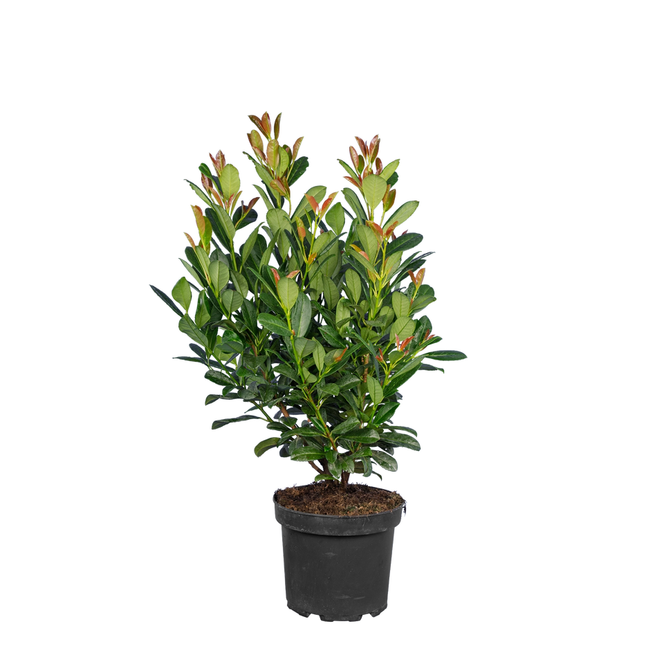 Laurier Bonaparte pot 60-80 cm