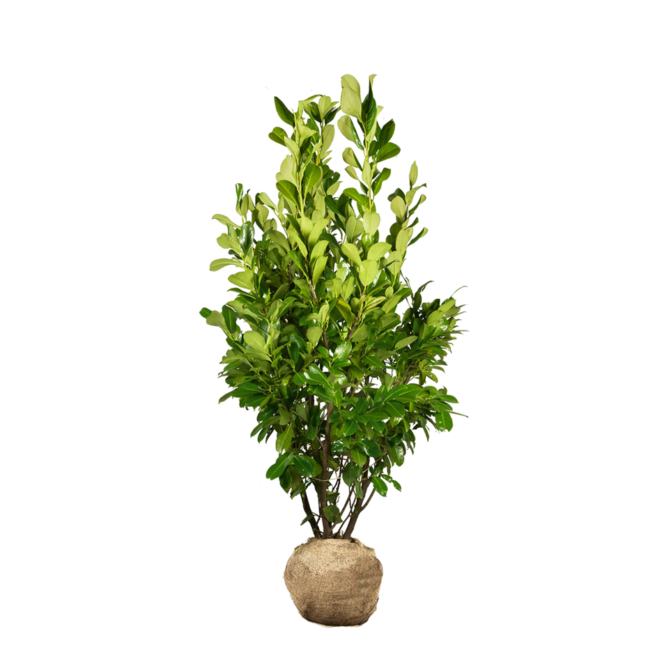 Lagerhägg Rotundifolia