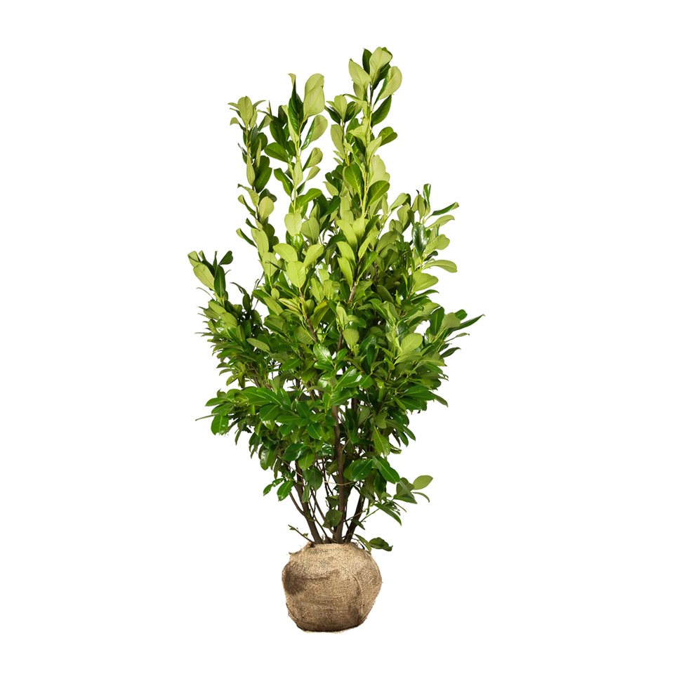 Lagerhägg Rotundifolia