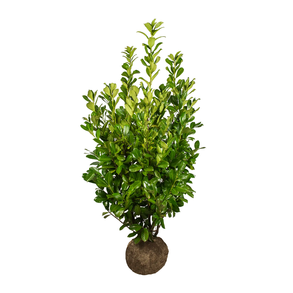 Lagerhägg Rotundifolia