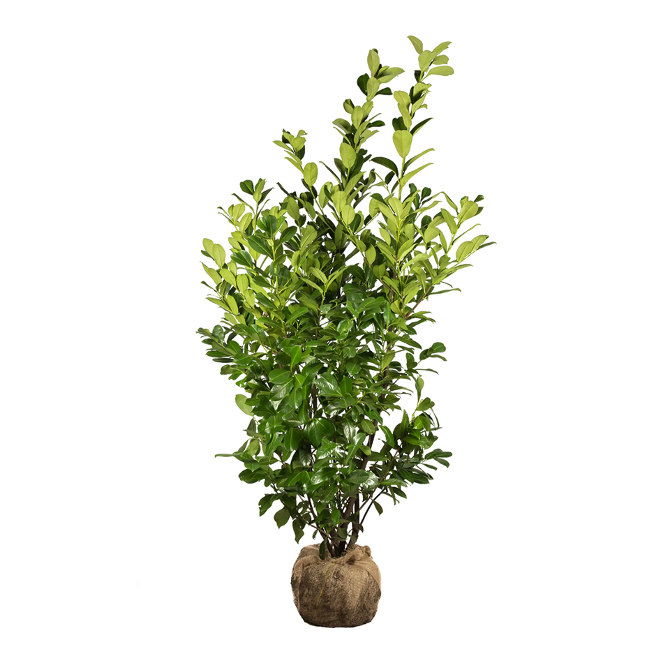 Lagerhägg Rotundifolia