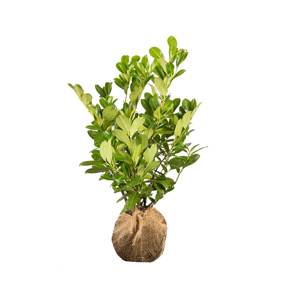 Lagerhägg Rotundifolia