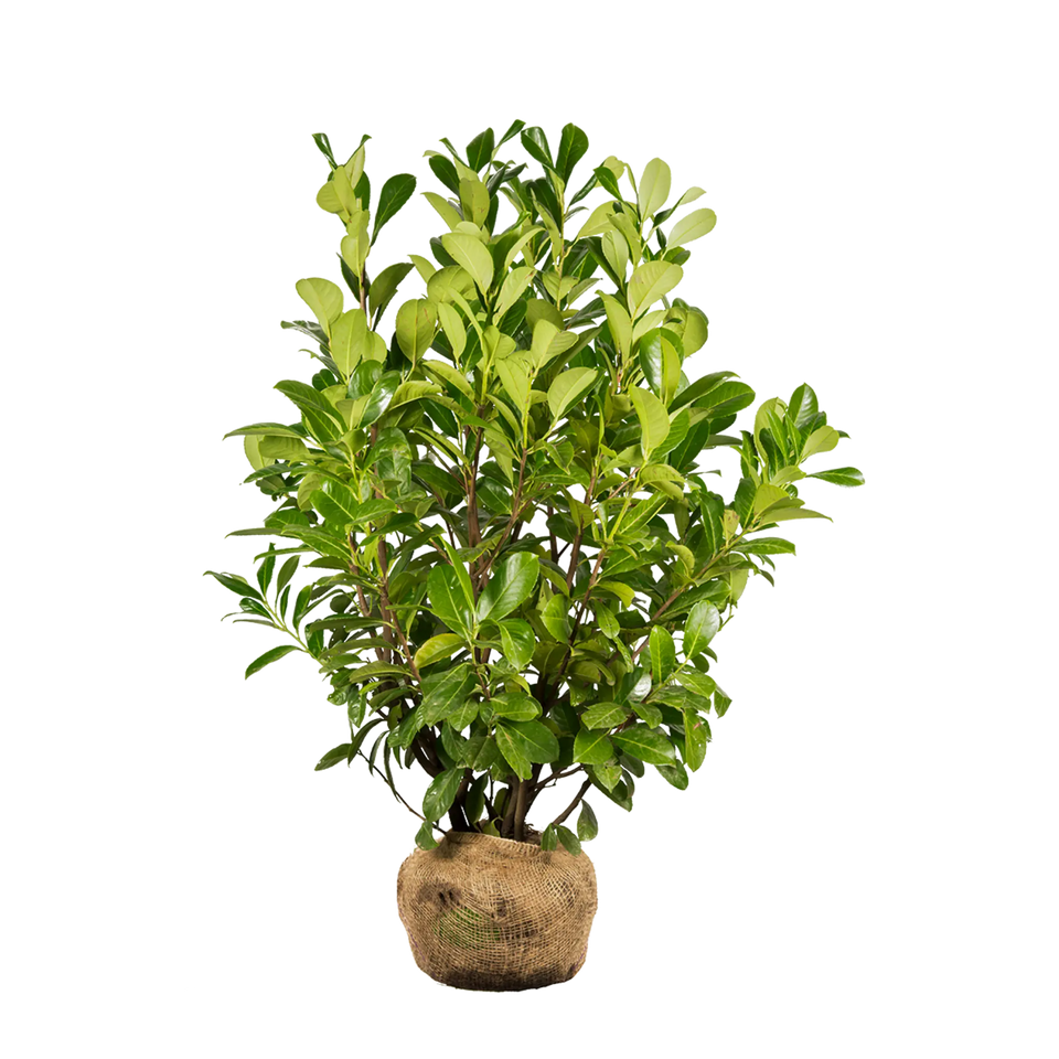 Lagerhägg Rotundifolia