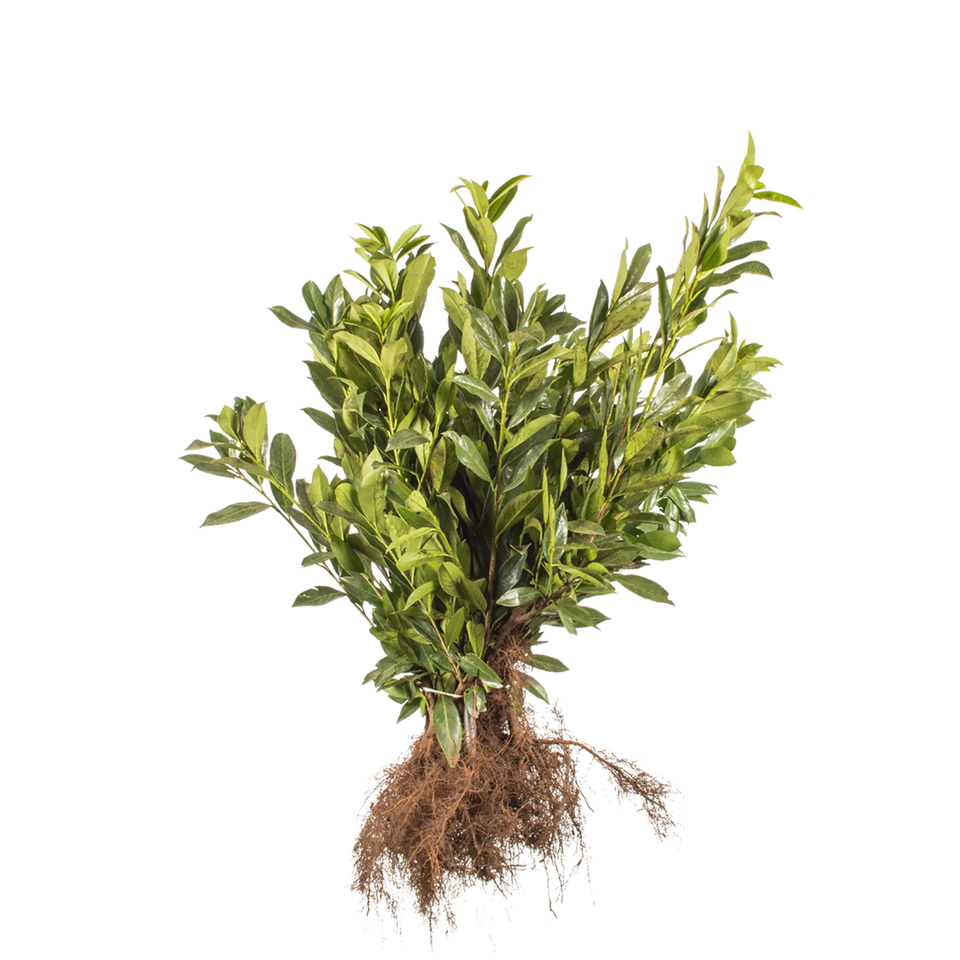 Lagerhägg Caucasica