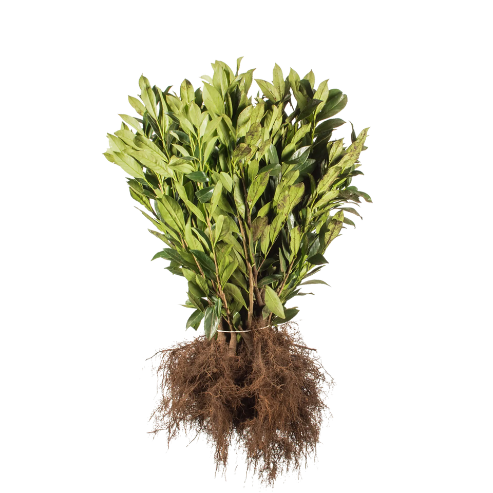 Lagerhägg Caucasica