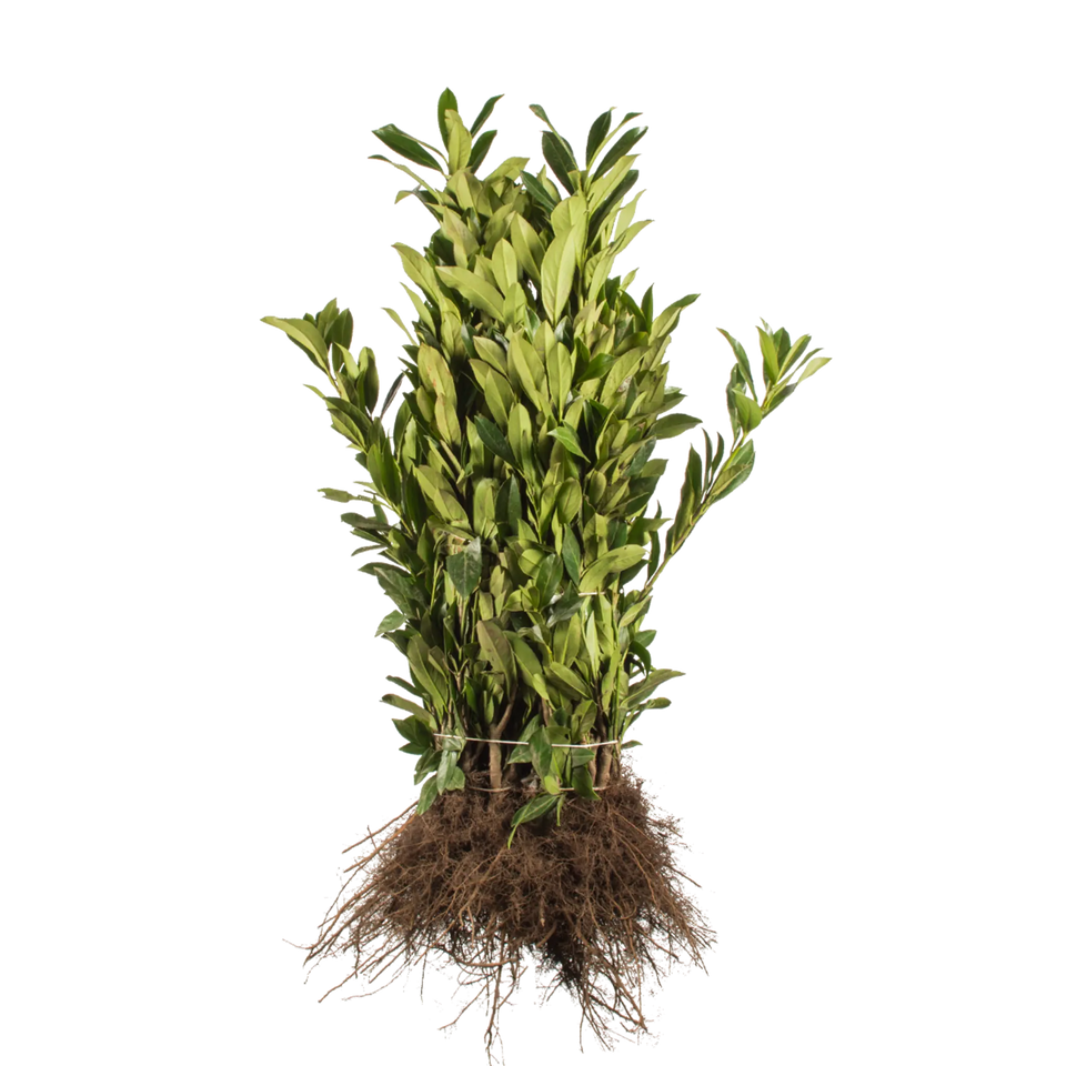 Lagerhägg Caucasica