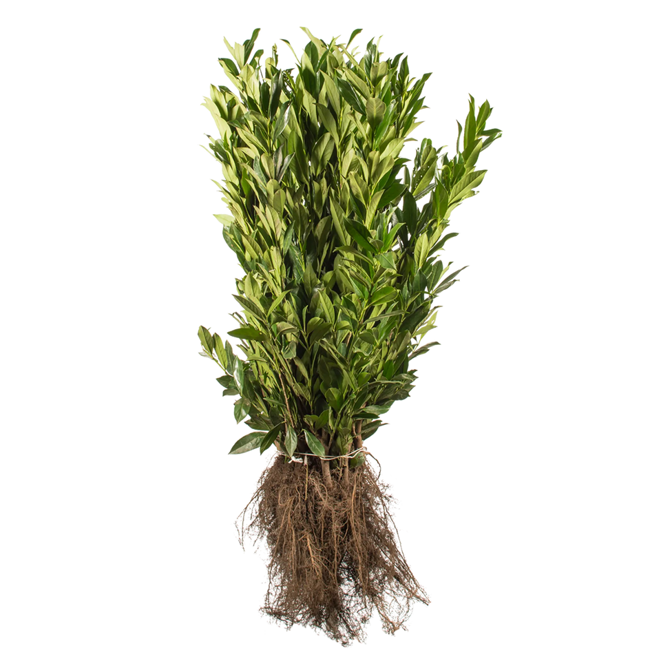 Lagerhägg Caucasica