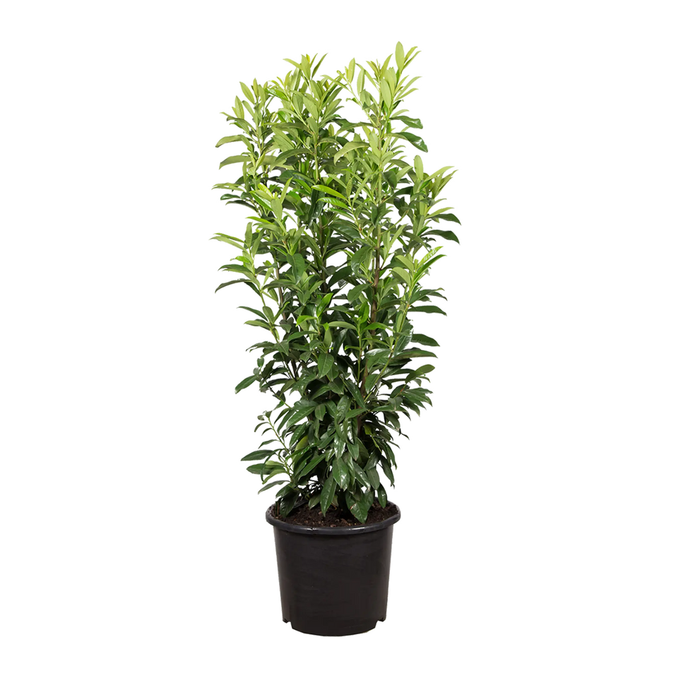 Lagerhägg Caucasica