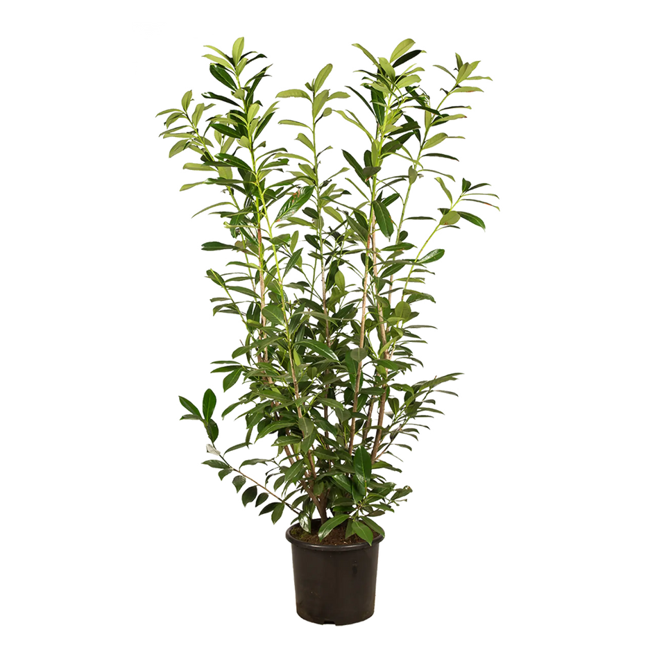 Lagerhägg Caucasica