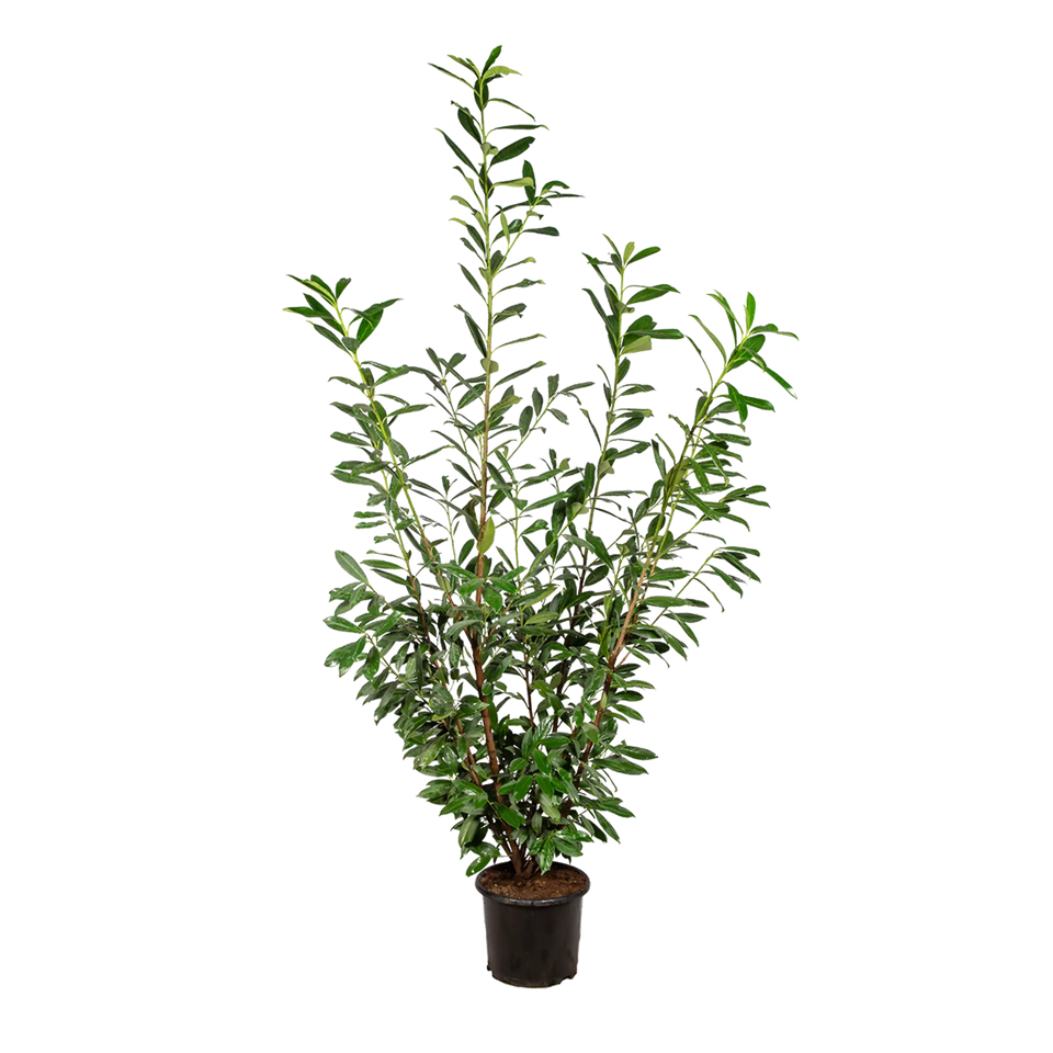 Lagerhägg Caucasica
