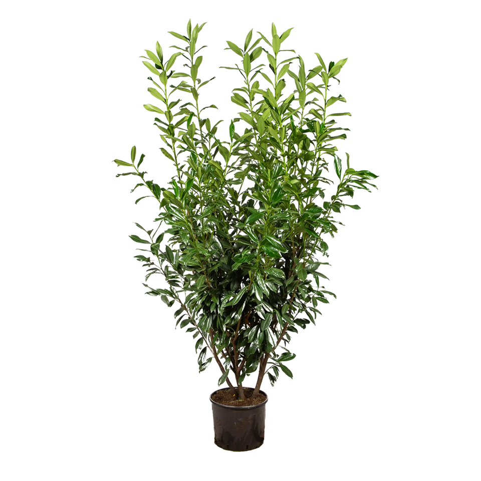 Lagerhägg Caucasica