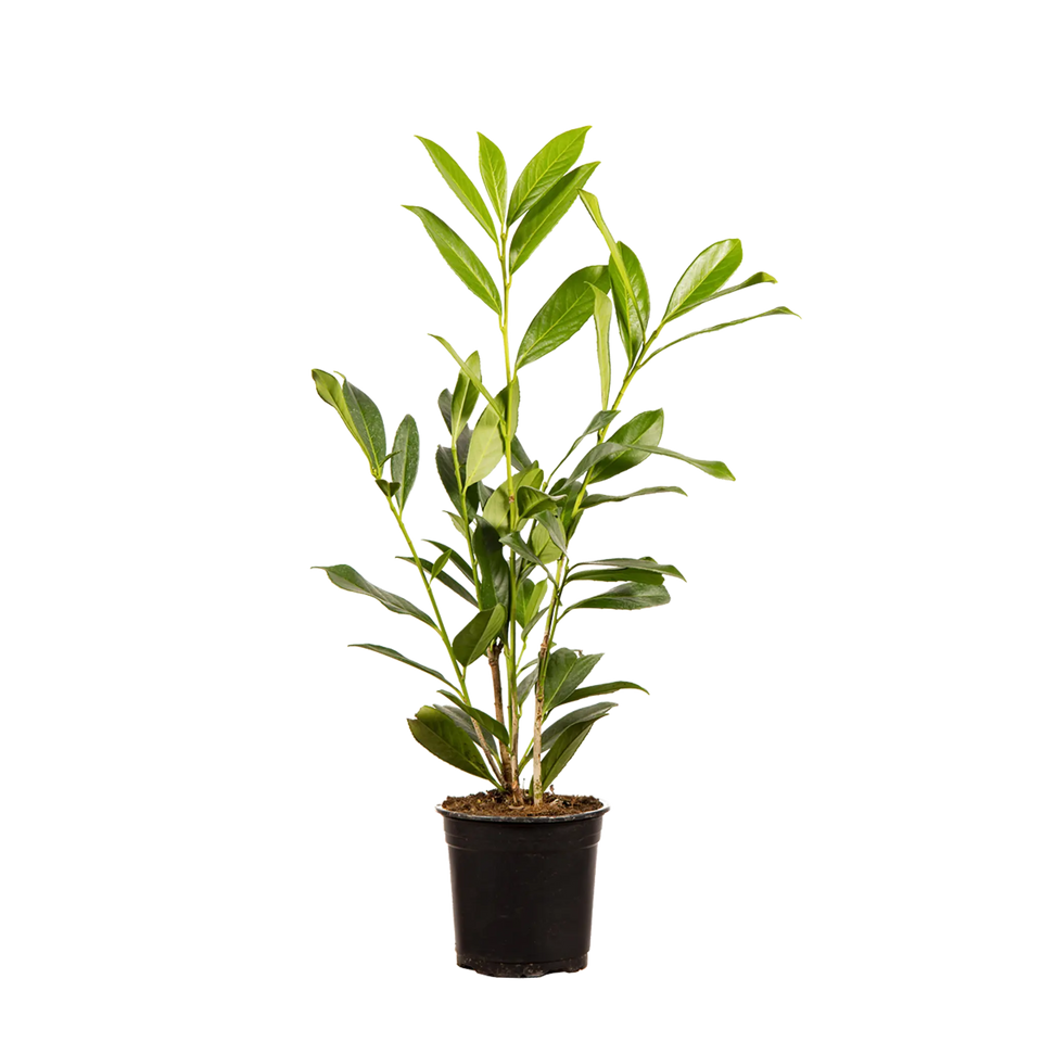 Lagerhägg Caucasica