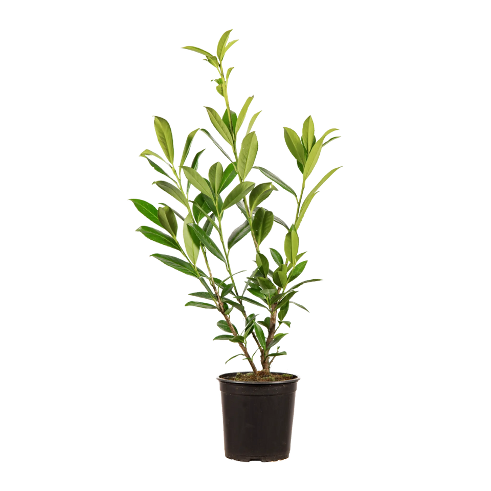 Lagerhägg Caucasica