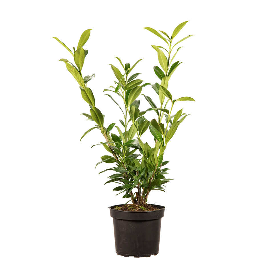 Lagerhägg Caucasica