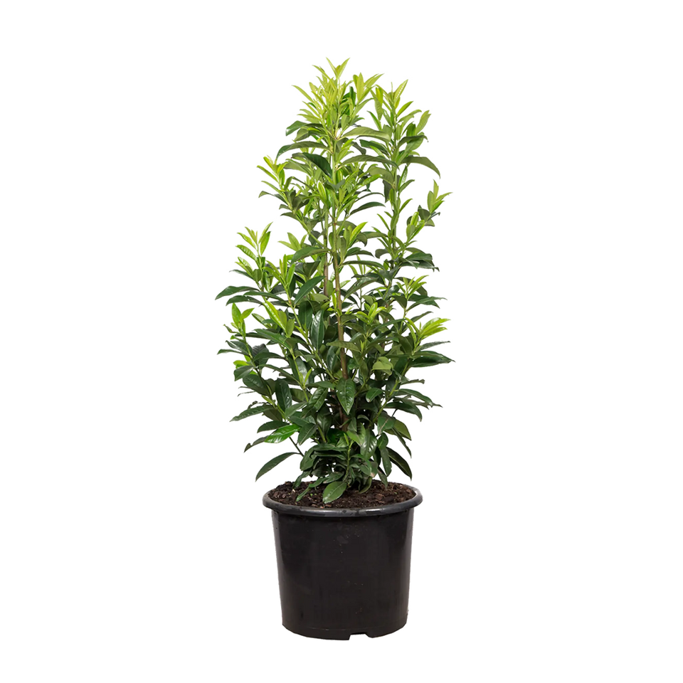 Lagerhägg Caucasica